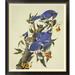 Global Gallery Blue Jay by John James Audubon - Picture Frame Print on Canvas Canvas, Cotton in Black | 42 H x 35.88 W x 1.5 D in | Wayfair