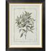 Global Gallery Cornus by Charles-Louis L'Heritier De Brutelle - Picture Frame Graphic Art Print on Canvas Canvas, in Black/Green | Wayfair