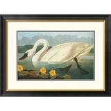 Global Gallery Common American Swan by John James Audubon Framed Painting Print Metal | 28.9 H x 40 W x 1.5 D in | Wayfair DPF-197756-30-102