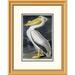 Global Gallery American White Pelican by John James Audubon Framed Painting Print Paper | 26 H x 20.53 W x 1.5 D in | Wayfair DPF-264573-16-102