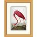 Global Gallery American Flamingo by John James Audubon Framed Painting Print Paper | 26 H x 20.49 W x 1.5 D in | Wayfair DPF-264572-16-102