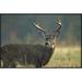 Global Gallery -Tailed Deer Portrait, North America by Tim Fitzharris Framed Photographic Print on Canvas Paper in White | Wayfair