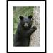 Global Gallery Bear Cub in Tree Safe from Danger, Orr, Minnesota by Matthias Breiter Framed Photographic Print Paper in Black/Gray/Green | Wayfair