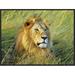 Global Gallery 'African Lion, Masai Mara, Kenya' by Frank Krahmer Framed Photographic Print on Canvas in Brown/Green | Wayfair GCF-463593-1824-175