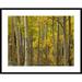 Global Gallery Aspen Trees in Autumn, Santa Fe National Forest Near Santa Fe | 30 H x 1.5 D in | Wayfair DPF-396871-2432-266