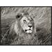 Global Gallery 'African Lion, Masai Mara, Kenya' by Frank Krahmer Framed Photographic Print on Canvas in Black & White Canvas in Black/White | Wayfair