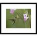 Global Gallery Sword-Billed Hummingbird Feeding on Flower Nectar, Ecuador by Tim Fitzharris Framed Photographic Print Paper in Green | Wayfair
