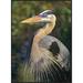 Global Gallery Great Blue Heron Portrait, North America by Tim Fitzharris Framed Photographic Print on Canvas Metal | 32 H x 24 W x 1.5 D in | Wayfair