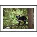 Global Gallery Bear Cub in Tree along Anan Creek, Tongass National Forest | 30 H x 42 W x 1.5 D in | Wayfair DPF-395470-2436-266