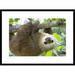 Global Gallery 'Hoffmanns Two-Toed Sloth Six Month Old Orphan' Framed Photographic Print Paper in Brown/Green | 22 H x 30 W x 1.5 D in | Wayfair