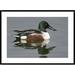 Global Gallery 'Northern Shoveler Male' Framed Photographic Print Paper in Blue/Green | 30 H x 42 W x 1.5 D in | Wayfair DPF-397417-2436-266
