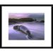 Global Gallery 'Northern Elephant Seal Bull Laying at Surfs Edge, Point Piedras Blancas, California' Framed Photographic Print Paper | Wayfair