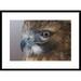 Global Gallery 'Red-Tailed Hawk, Howell Nature Center, Michigan' Framed Photographic Print Paper in Brown | 22 H x 30 W x 1.5 D in | Wayfair