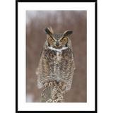 Global Gallery 'Great Horned Owl, Howell Nature Center, Michigan' Framed Photographic Print Paper in Gray | 42 H x 30 W x 1.5 D in | Wayfair