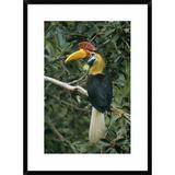 Global Gallery 'Sulawesi Red-Knobbed Hornbill Male' Framed Photographic Print Paper in Green | 30 H x 22 W x 1.5 D in | Wayfair