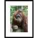 Global Gallery 'Sumatran Orangutan Mother & Playful Two & A Half Year Old Baby, North Sumatra | 24 H x 18 W x 1.5 D in | Wayfair