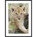 Global Gallery 'African Lion Six To Seven Week Old Cub, Masai Mara National Reserve, Kenya' Framed Photographic Print Paper in Brown | Wayfair