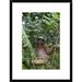 Global Gallery 'Brown-Throated Three-Toed Sloth Male, Aviarios Sloth Sanctuary, Costa Rica' Framed Photographic Print Paper in Green | Wayfair