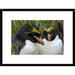 Global Gallery 'Macaroni Penguin Pair, Cooper Bay, South Georgia Island' Framed Photographic Print Paper in Black/Green | Wayfair