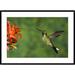 Global Gallery 'Purple-Bibbed Whitetip Hummingbird Hovering Near Flower, Andes, Ecuador' Framed Photographic Print Paper in Green/Red | Wayfair