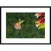 Global Gallery 'Rufous-Tailed Hummingbird Feeding at Flower, Costa Rica' Framed Photographic Print Paper in Green | 22 H x 30 W x 1.5 D in | Wayfair