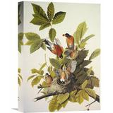 Global Gallery 'American Robin' by John James Audubon Painting Print on Wrapped Canvas in Green | 30 H x 21.3 W x 1.5 D in | Wayfair