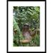 Global Gallery 'Brown-Throated Three-Toed Sloth Male, Aviarios Sloth Sanctuary, Costa Rica' Framed Photographic Print Paper in Green | Wayfair