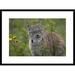 Global Gallery 'Canada Lynx Portrait, North America' Framed Photographic Print Paper in Gray/Green | 22 H x 30 W x 1.5 D in | Wayfair