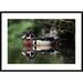 Global Gallery 'Wood Duck on Water, British Columbia, Canada' Framed Photographic Print Paper in Gray/Green | 30 H x 42 W x 1.5 D in | Wayfair