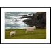 Global Gallery 'Domestic Sheep & Lamb Near Cliff Edge, Stony Bay, Banks Peninsula, Canterbury | 30 H x 42 W x 1.5 D in | Wayfair