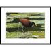 Global Gallery 'Northern Jacana Foraging on Lily Pads, Costa Rica' Framed Photographic Print Paper in Green | 22 H x 30 W x 1.5 D in | Wayfair