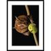 Global Gallery 'Great Fruit-Eating Bat Feeding on Fig, Smithsonian Tropical Research Station, Barro Colorado Island | 36 H x 26 W x 1.5 D in | Wayfair