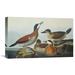 Global Gallery 'Ruddy Duck' by John James Audubon Painting Print on Wrapped Canvas in White | 22.7 H x 36 W x 1.5 D in | Wayfair GCS-199090-36-142