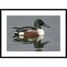 Global Gallery 'Northern Shoveler Male' Framed Photographic Print Paper in White | 26 H x 36 W x 1.5 D in | Wayfair DPF-397417-2030-266