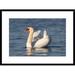 Global Gallery 'Mute Swan Swimming, Kensington Metropark, Milford, Michigan' Framed Photographic Print Paper in Blue | Wayfair DPF-397380-1624-266