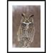 Global Gallery 'Great Horned Owl, Howell Nature Center, Michigan' Framed Photographic Print Paper in White | 36 H x 26 W x 1.5 D in | Wayfair