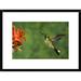 Global Gallery 'Purple-Bibbed Whitetip Hummingbird Hovering Near Flower, Andes, Ecuador' Framed Photographic Print Paper in Green/Red | Wayfair
