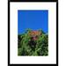 Global Gallery 'Flowering Rainforest Trees, Yapen Island, Irian Jaya, Indonesia' Framed Photographic Print Paper in Blue/Green | Wayfair