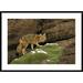 Global Gallery 'Andean Red Fox Altiplano' Framed Photographic Print Paper in Brown | 30 H x 42 W x 1.5 D in | Wayfair DPF-453129-2436-266