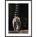 Global Gallery 'Ring-Tailed Lemur' Framed Photographic Print Paper in Black/Gray/Green | 42 H x 30 W x 1.5 D in | Wayfair DPF-453242-2436-266