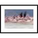 Global Gallery 'Lesser Flamingo Group Taking Flight from Lake, Kenya' Framed Photographic Print Paper in Blue/Gray/Pink | Wayfair
