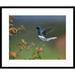 Global Gallery 'White-Necked Jacobin Hummingbird, Male Foraging, Costa Rica' Framed Photographic Print Paper in Green | Wayfair DPF-396534-1824-266