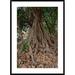Global Gallery 'Fig' Framed Photographic Print Paper in Brown/Green | 42 H x 30 W x 1.5 D in | Wayfair DPF-452829-2436-266