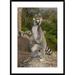 Global Gallery 'Ring-Tailed Lemur Male Standing Upright' Framed Photographic Print Paper in White | 36 H x 26 W x 1.5 D in | Wayfair