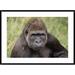 Global Gallery 'Western Lowland Gorilla Young Male' Framed Photographic Print Paper in Black/Green | 30 H x 42 W x 1.5 D in | Wayfair