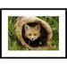 Global Gallery 'Red Fox Kit' Framed Photographic Print Paper in Brown/Green | 22 H x 30 W x 1.5 D in | Wayfair DPF-452950-1624-266
