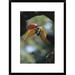 Global Gallery 'Sulawesi Red-Knobbed Hornbill Male Delivering Figs To Female, Sulawesi | 24 H x 18 W x 1.5 D in | Wayfair