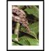 Global Gallery 'Boa Constrictor Coiled Around Branch' Framed Photographic Print Paper in White | 36 H x 26 W x 1.5 D in | Wayfair