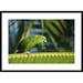 Global Gallery 'Yellow-Naped Parrot Walking Along Palm Frond' Framed Photographic Print Paper in White | 26 H x 36 W x 1.5 D in | Wayfair