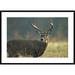 Global Gallery 'White-Tailed Deer Portrait, North America' Framed Photographic Print Paper in Brown/Green | 30 H x 42 W x 1.5 D in | Wayfair